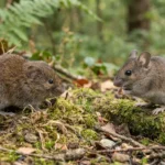 Vole vs Mouse