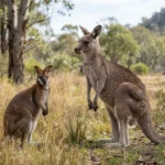 Wallaby vs Kangaroo